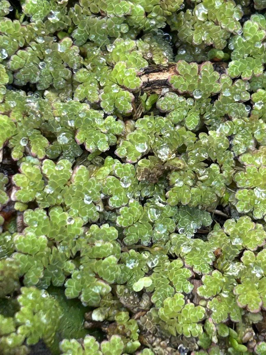 Miniatura: Azolla (Azolla filiculoides)