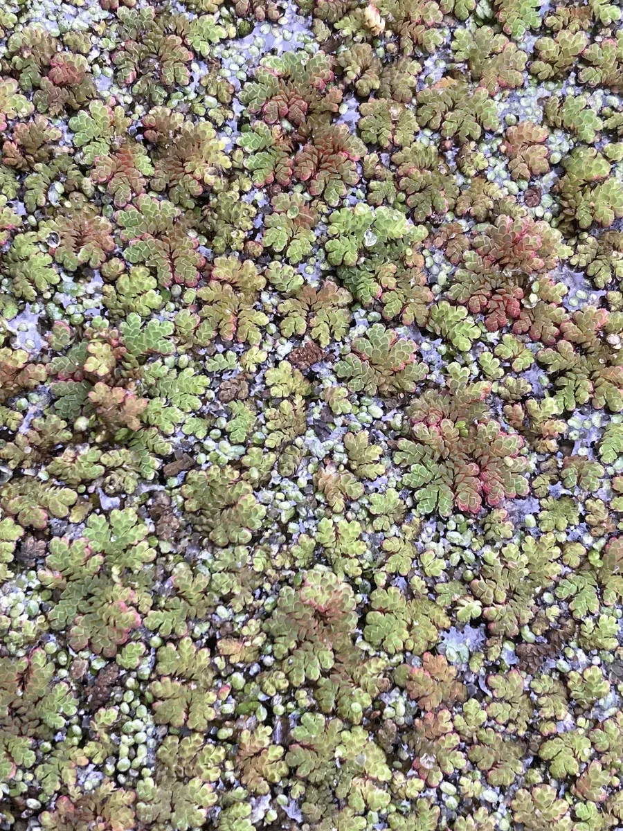Miniatura: Azolla (Azolla filiculoides)