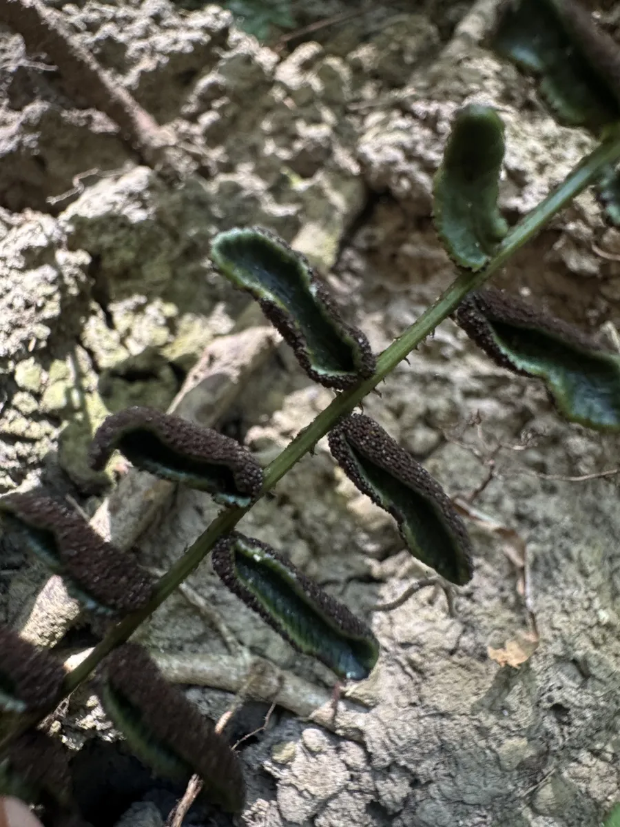 Miniatura: Bolbitis (Bolbitis heudelotii)
