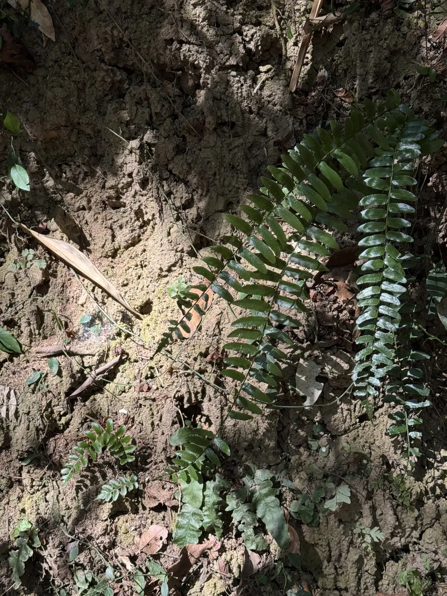 Miniatura: Bolbitis (Bolbitis heudelotii)