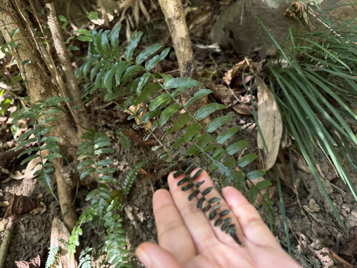 Miniatura: Bolbitis (Bolbitis heudelotii)