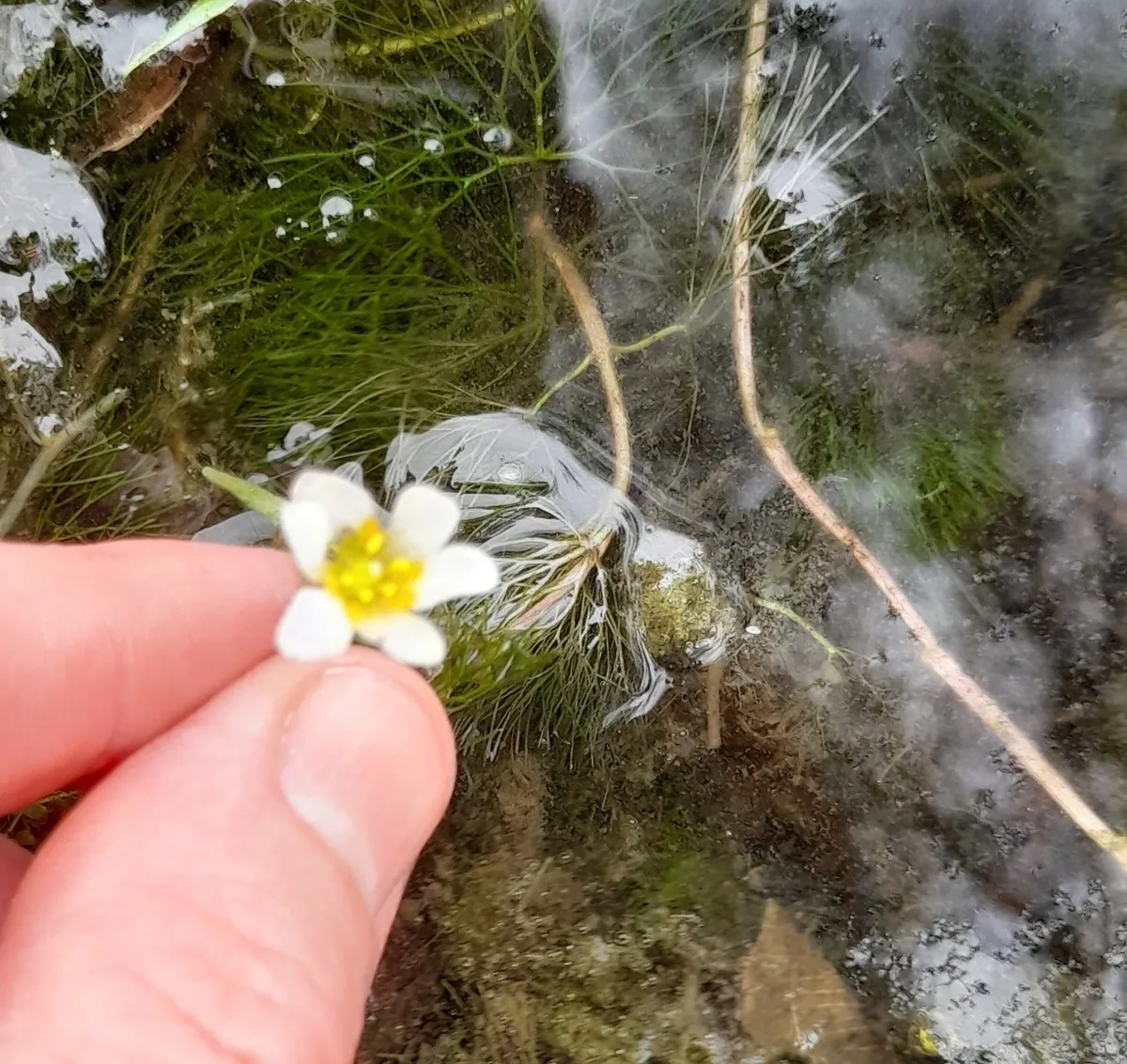Miniatura: Cabomba (Cabomba spp.)