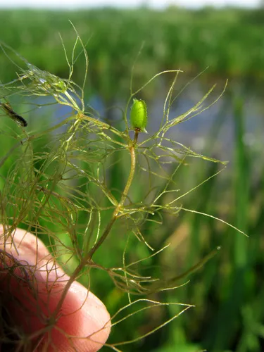 Miniatura: Ceratophyllum (Ceratophyllum demersum)