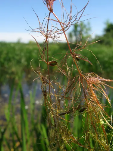 Miniatura: Ceratophyllum (Ceratophyllum demersum)