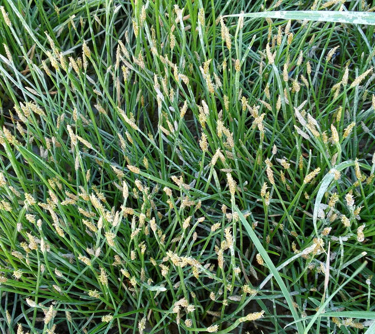 Miniatura: Eleocharis (Eleocharis spp.)
