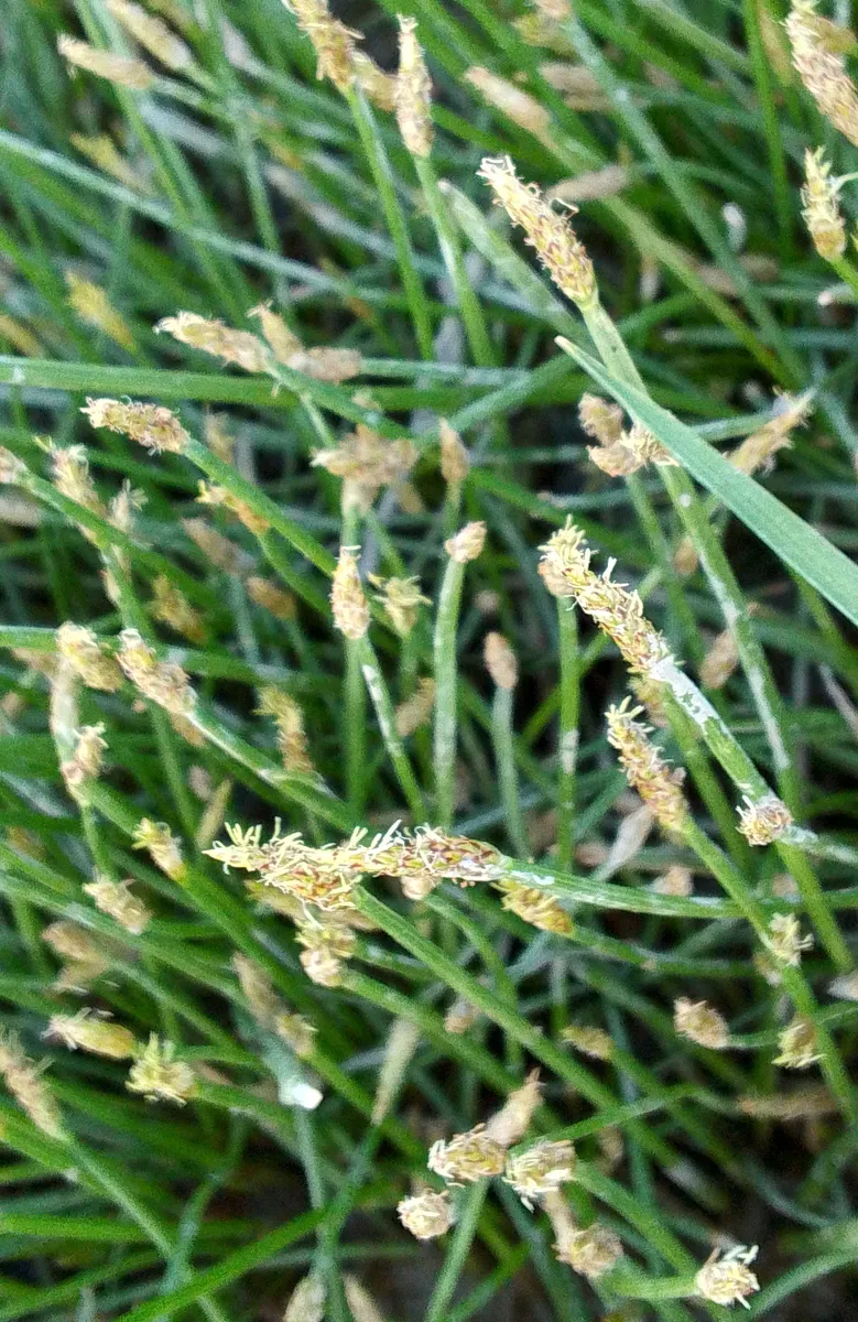 Miniatura: Eleocharis (Eleocharis spp.)