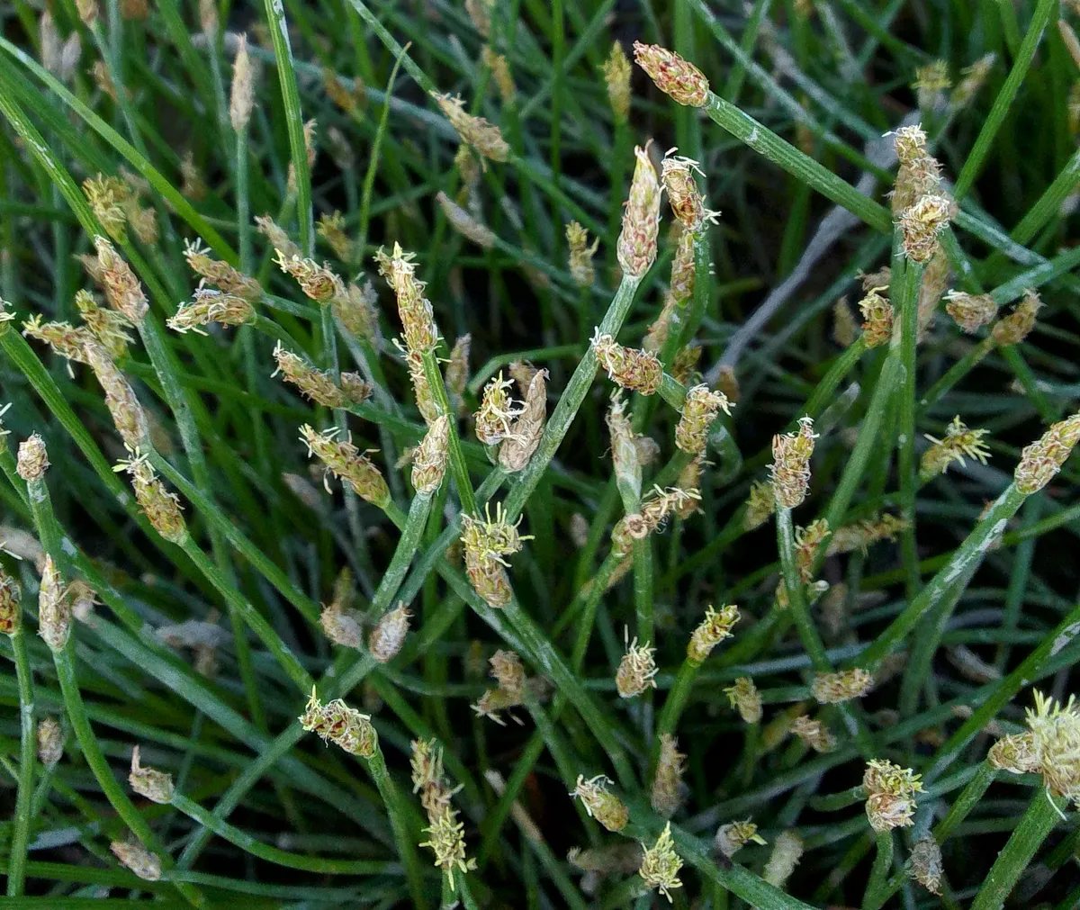 Miniatura: Eleocharis (Eleocharis spp.)