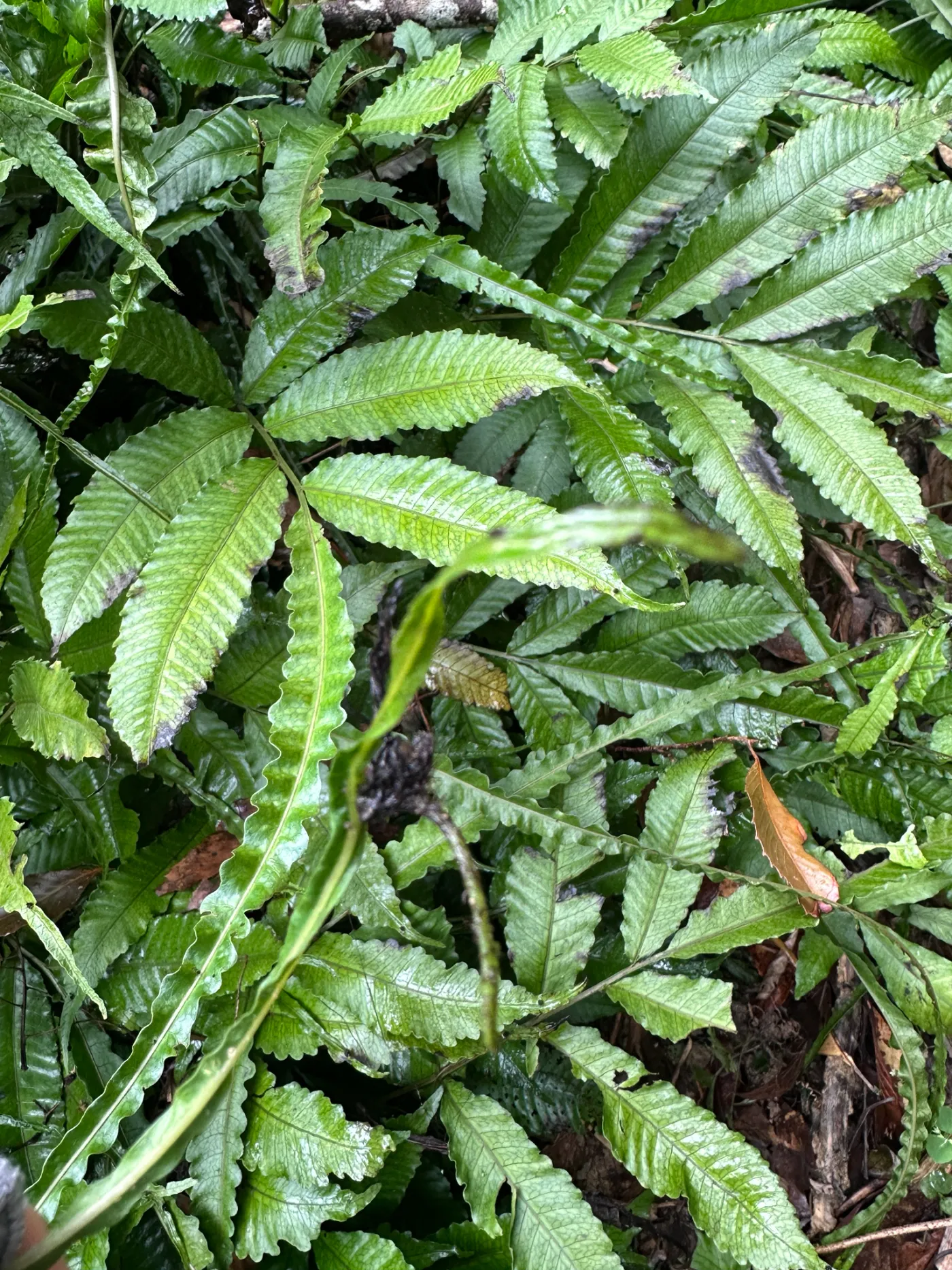 Miniatura: Bolbitis (Bolbitis heudelotii)