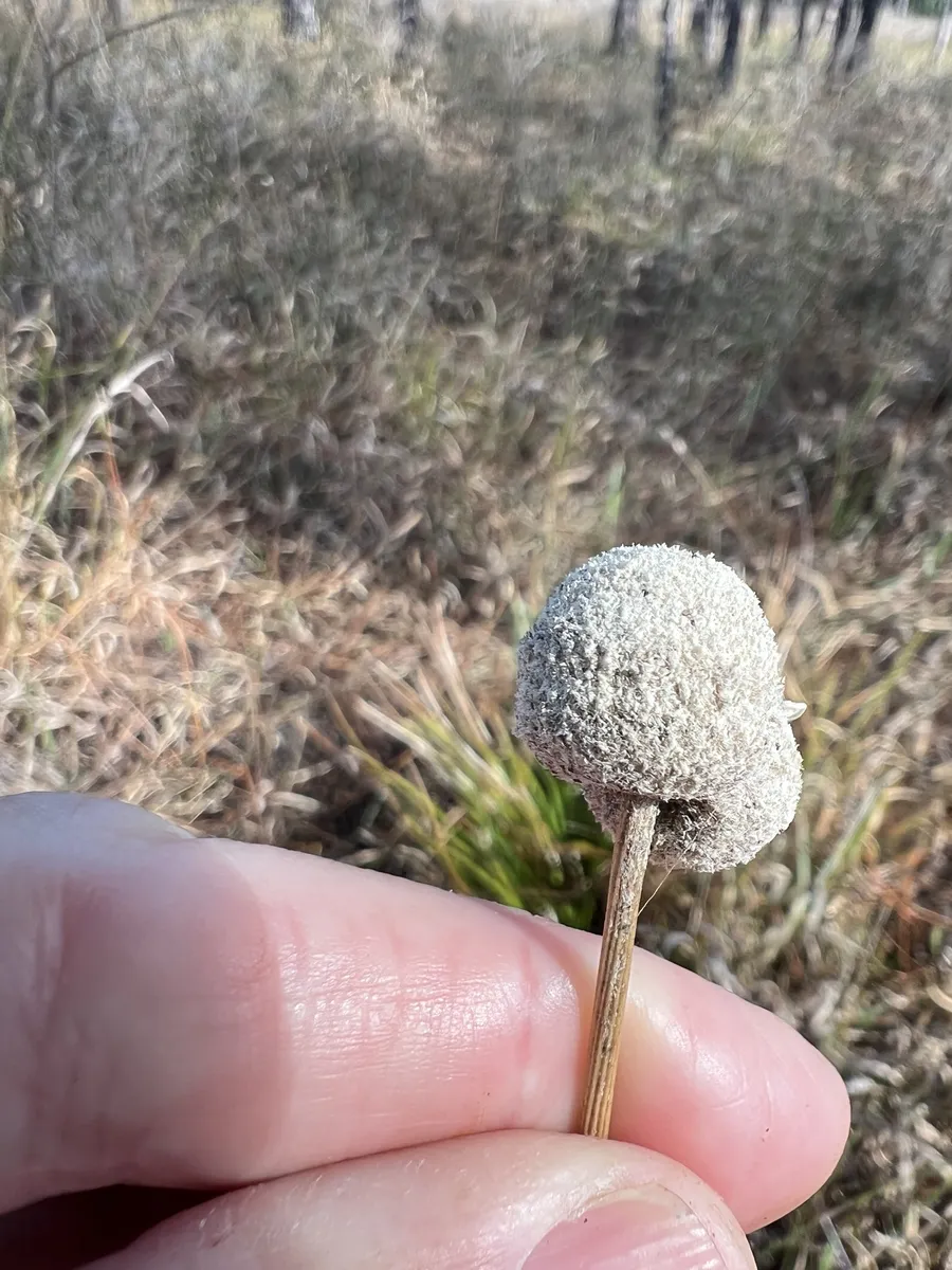 Eriocaulacee
