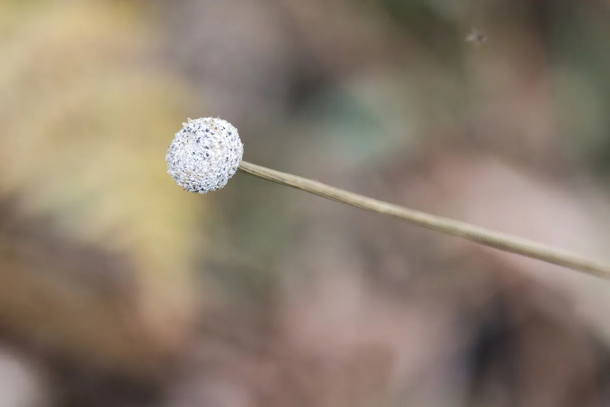 Miniatura: Eriocaulon (Eriocaulon spp.)