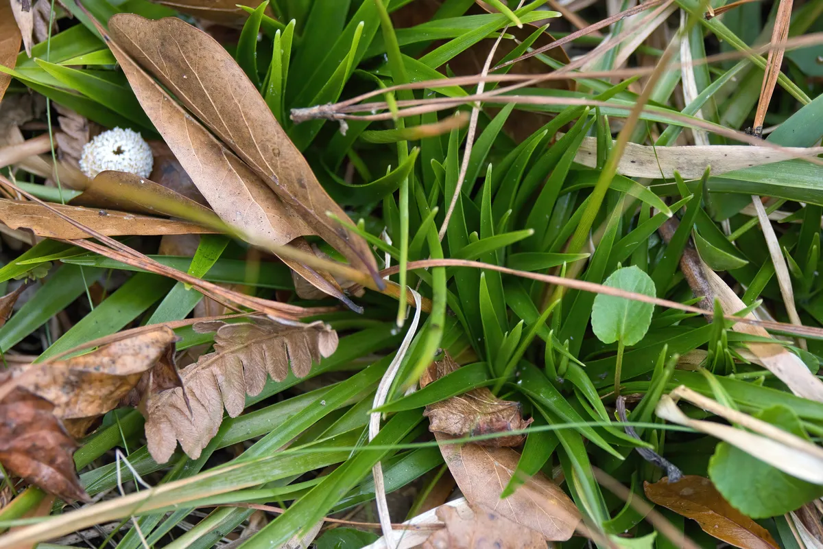 Miniatura: Eriocaulon (Eriocaulon spp.)