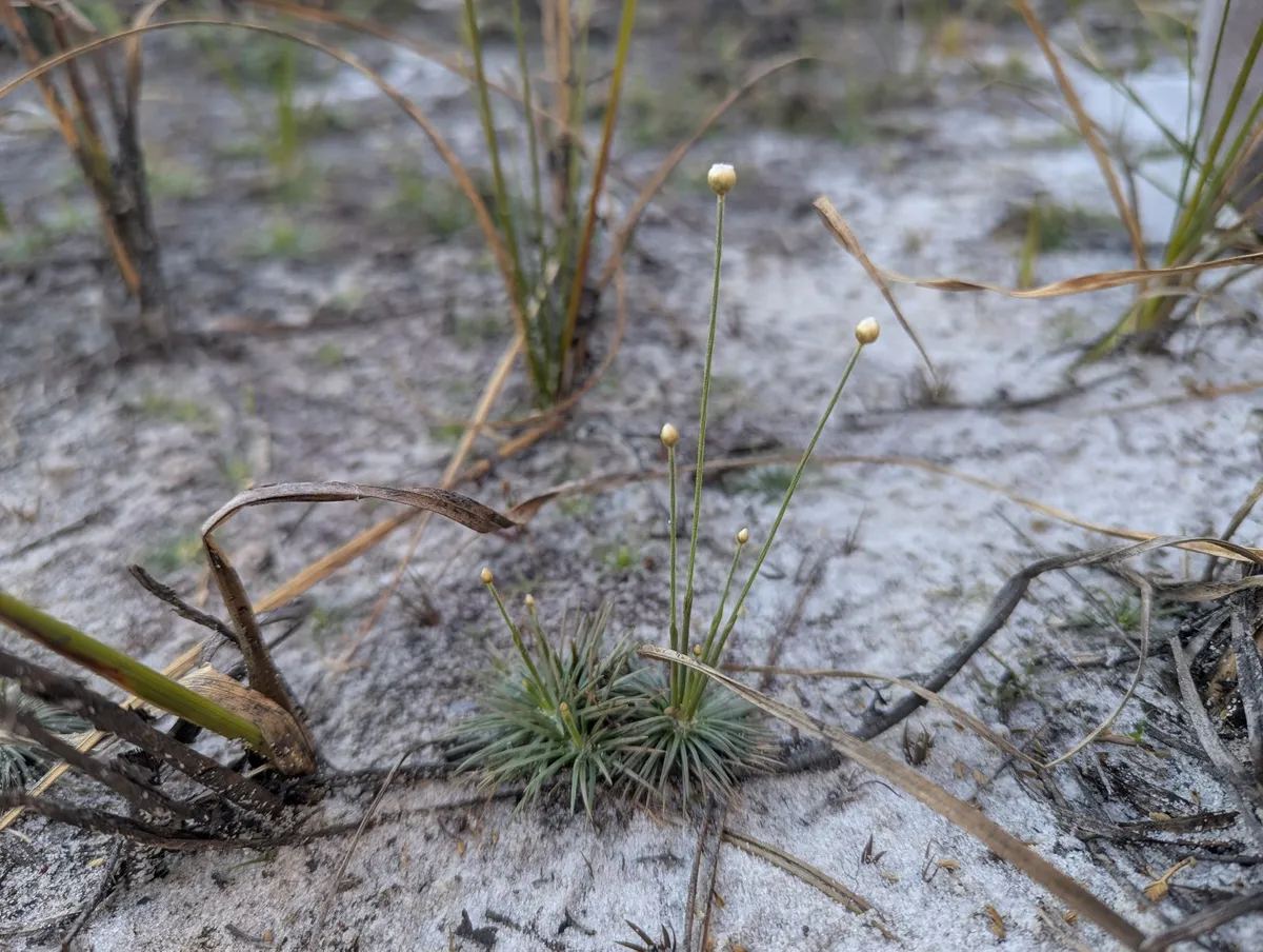 Syngonanthus