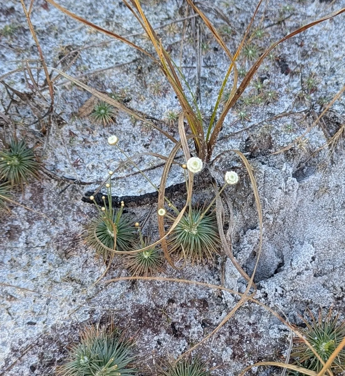 Miniatura: Syngonanthus (Syngonanthus spp.)