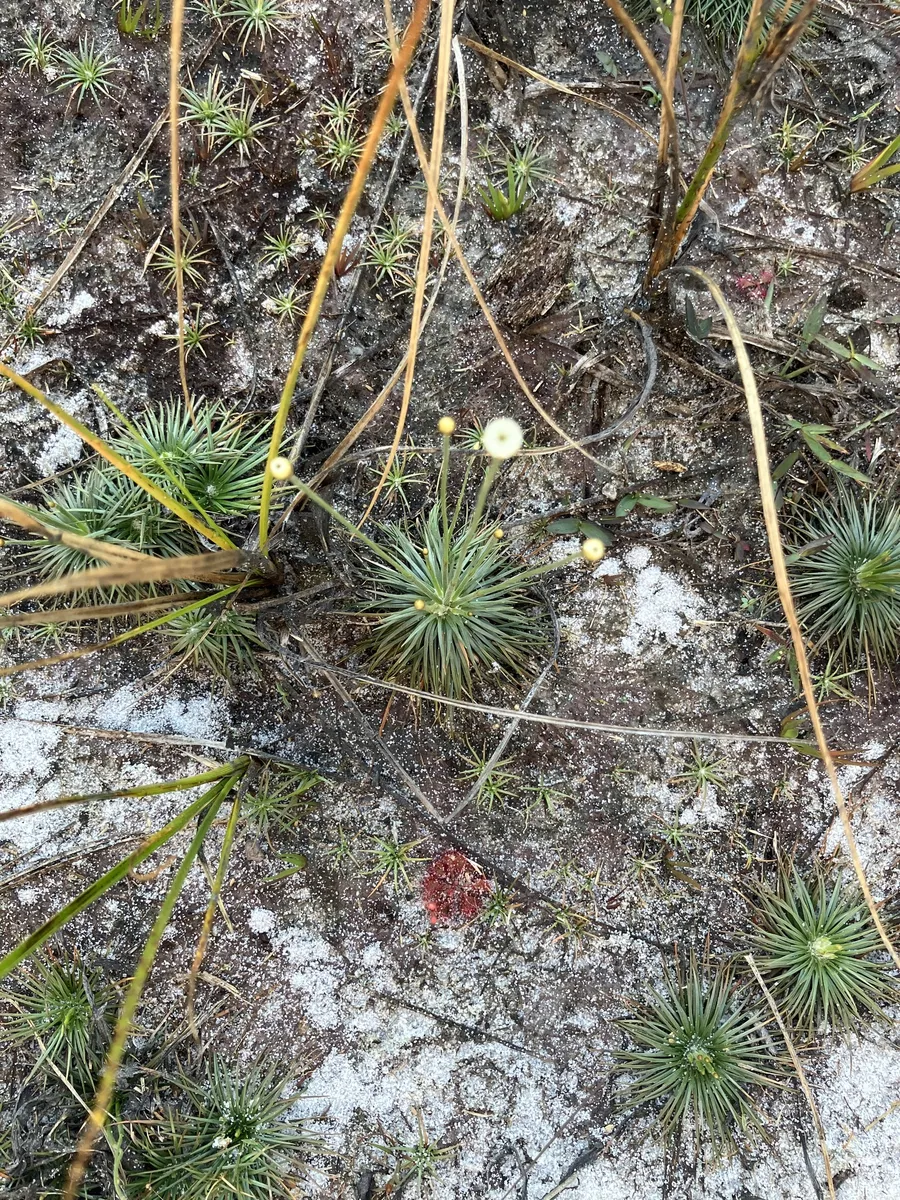 Miniatura: Syngonanthus (Syngonanthus spp.)