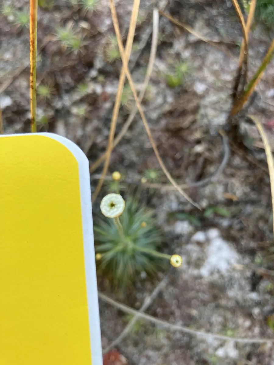 Miniatura: Syngonanthus (Syngonanthus spp.)