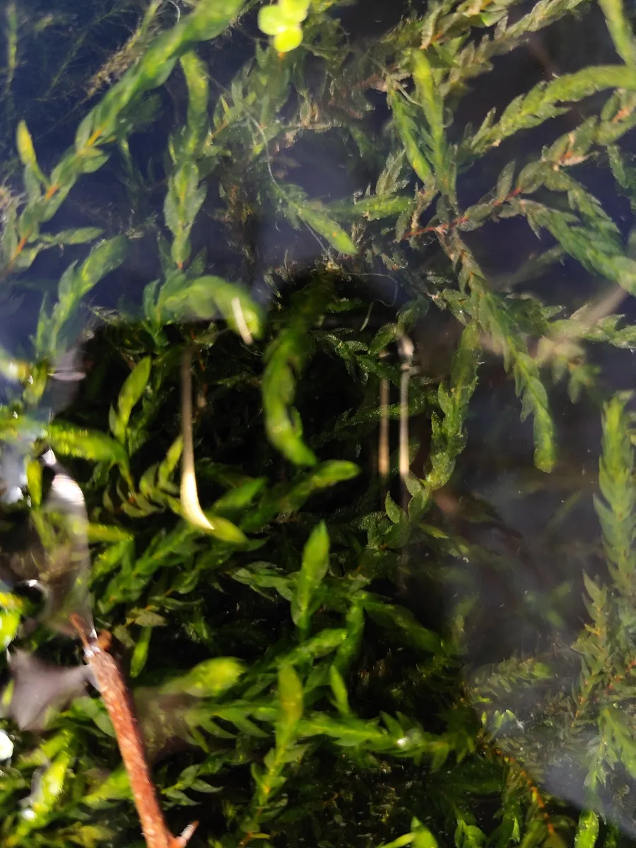 Miniatura: Fontinalis (Fontinalis antipyretica)