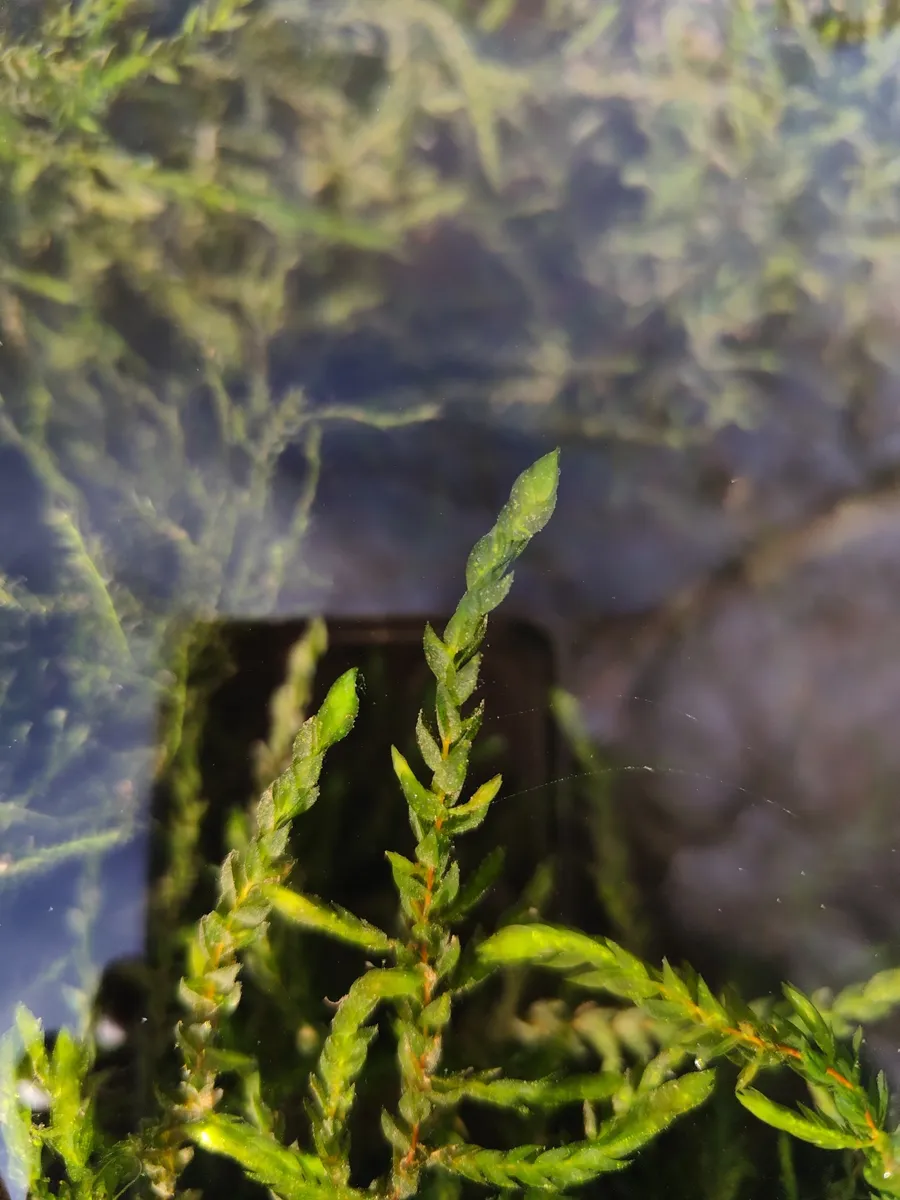 Miniatura: Fontinalis (Fontinalis antipyretica)