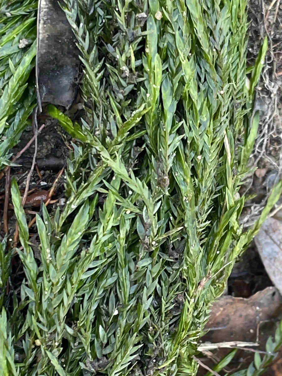 Miniatura: Fontinalis (Fontinalis antipyretica)