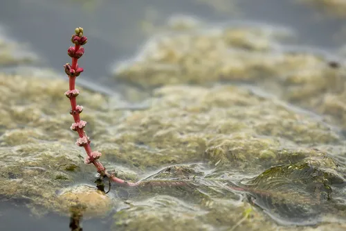 Miniatura: Myriophyllum (Myriophyllum spp.)