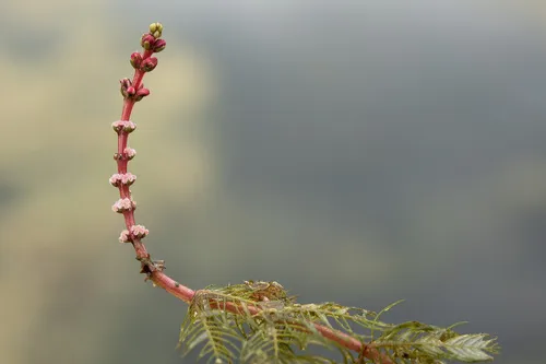 Miniatura: Myriophyllum (Myriophyllum spp.)
