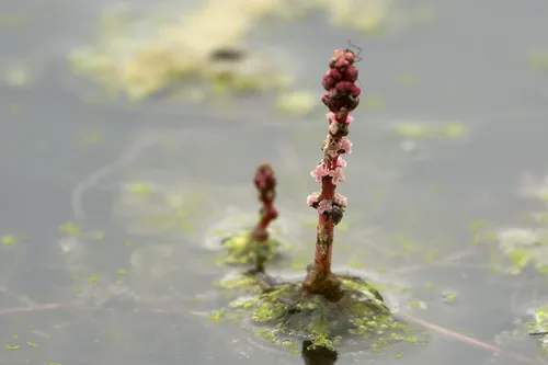 Miniatura: Myriophyllum (Myriophyllum spp.)