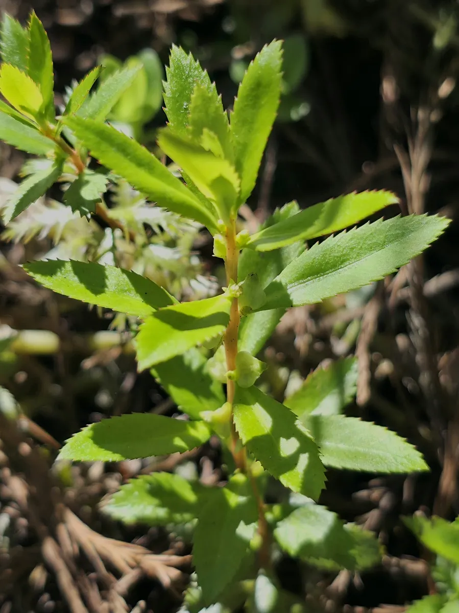 Proserpinaca (Proserpinaca palustris)