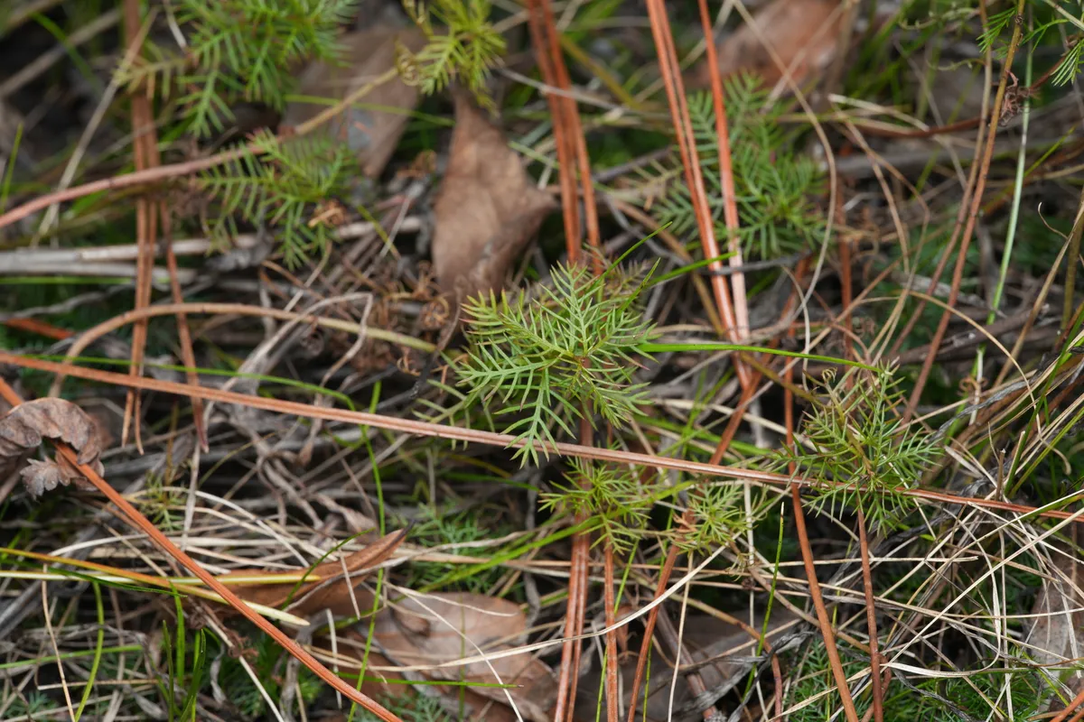 Miniatura: Proserpinaca (Proserpinaca palustris)