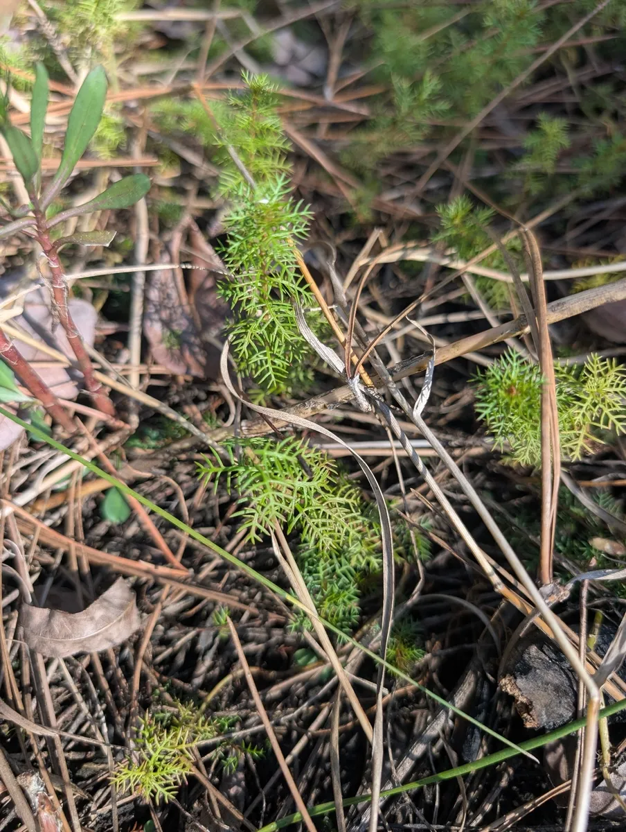 Miniatura: Proserpinaca (Proserpinaca palustris)