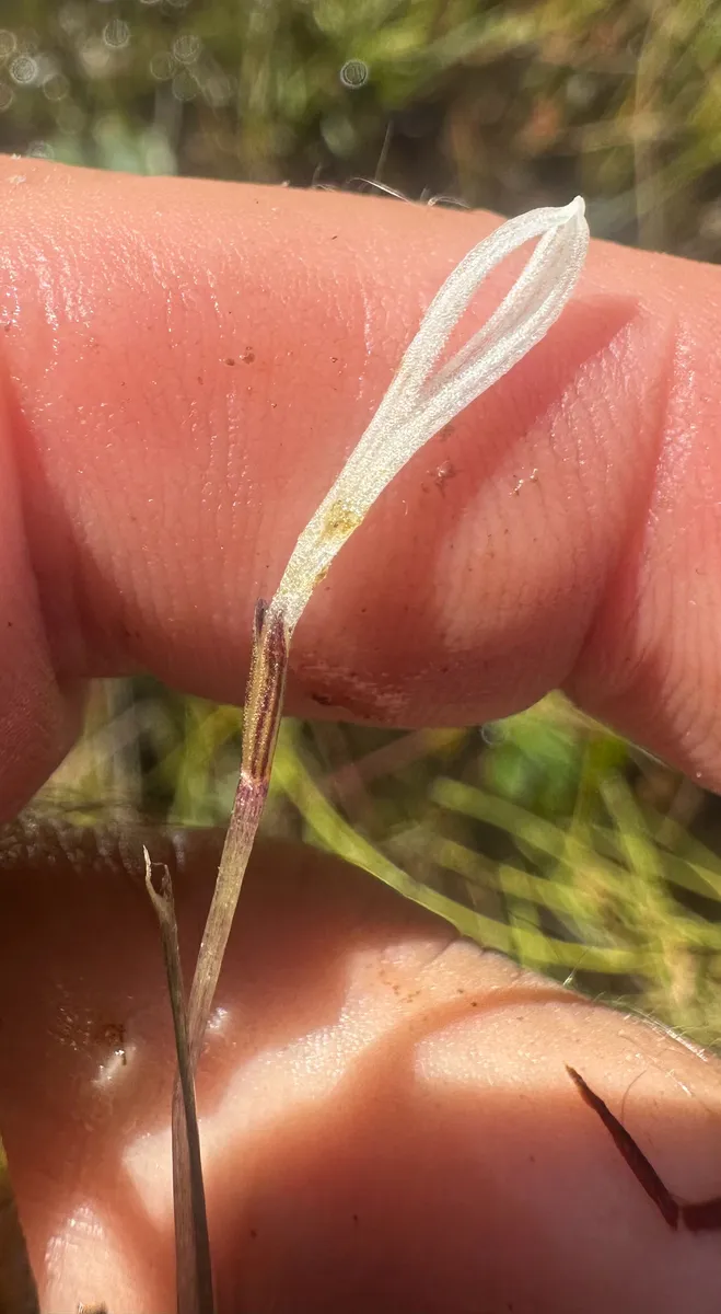 Idrocaritacee