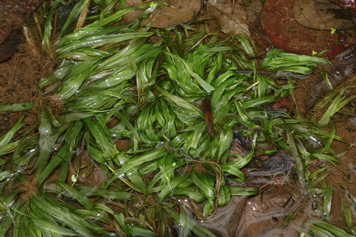 Miniatura: Blyxa (Blyxa japonica)