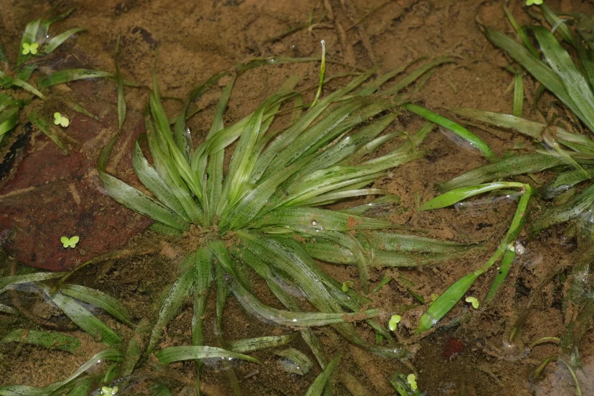 Miniatura: Blyxa (Blyxa japonica)