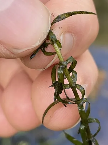 Elodea (Elodea canadensis)