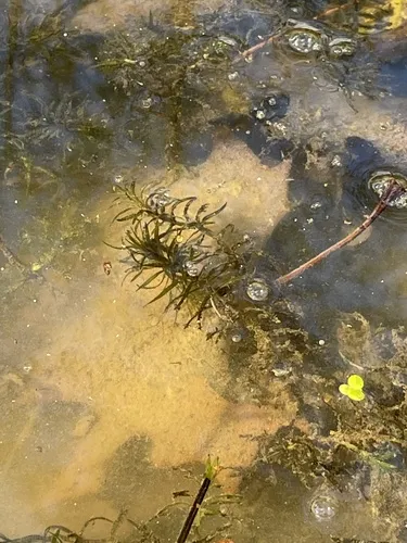 Miniatura: Elodea (Elodea canadensis)