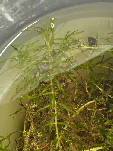 Miniatura: Elodea (Elodea canadensis)