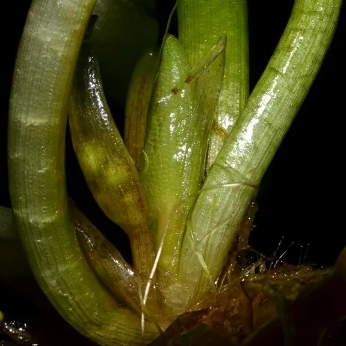 Limnobium (Limnobium laevigatum)