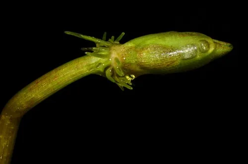 Miniatura: Limnobium (Limnobium laevigatum)