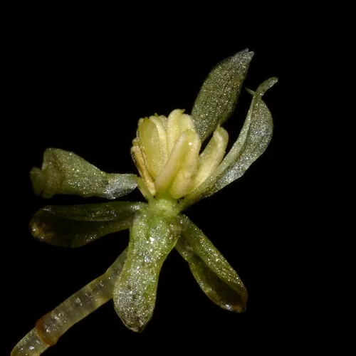 Miniatura: Limnobium (Limnobium laevigatum)