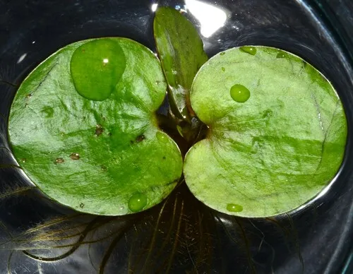 Miniatura: Limnobium (Limnobium laevigatum)