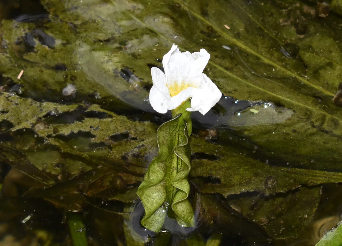 Miniatura: Ottelia (Ottelia spp.)
