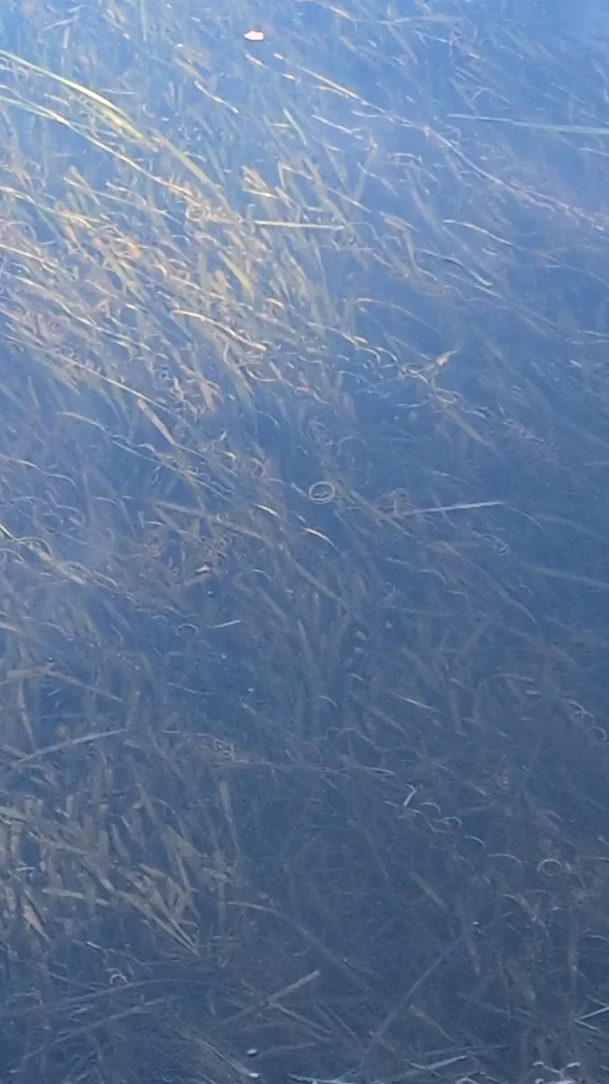 Vallisneria (Vallisneria spp.)