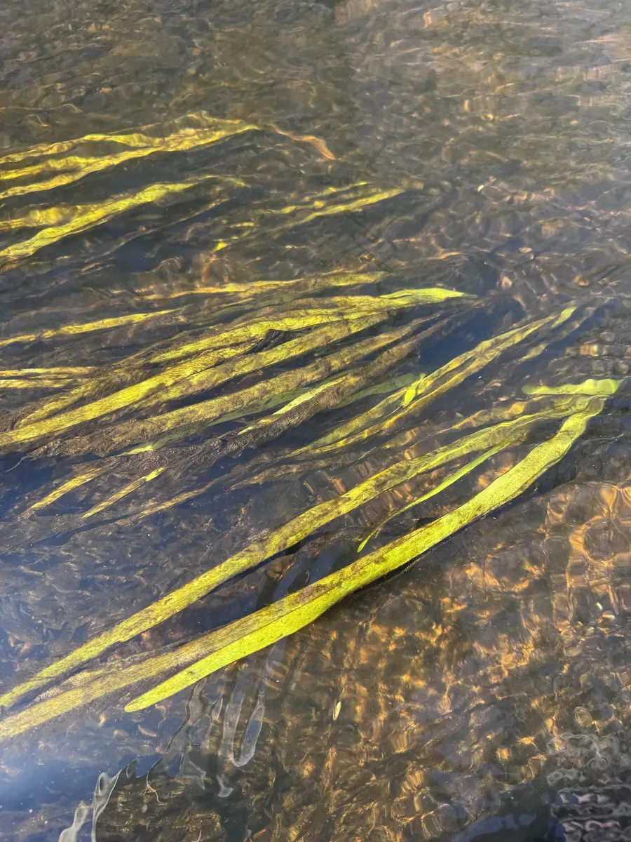 Miniatura: Vallisneria (Vallisneria spp.)