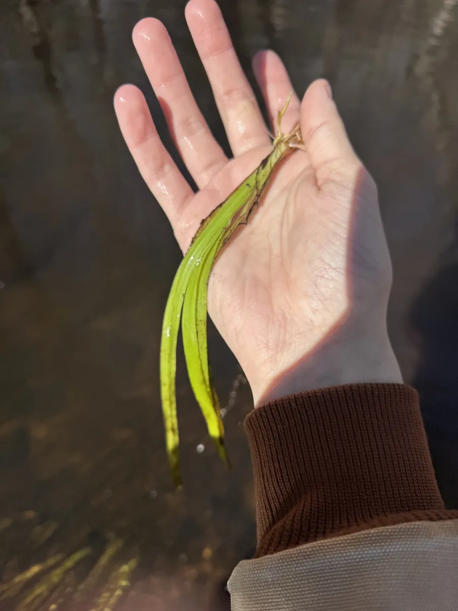 Miniatura: Vallisneria (Vallisneria spp.)