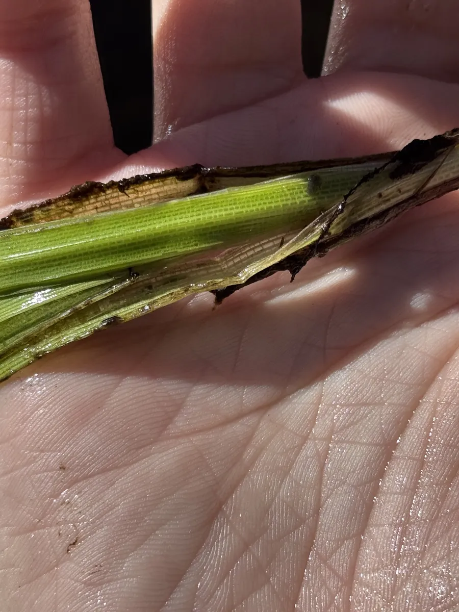 Miniatura: Vallisneria (Vallisneria spp.)