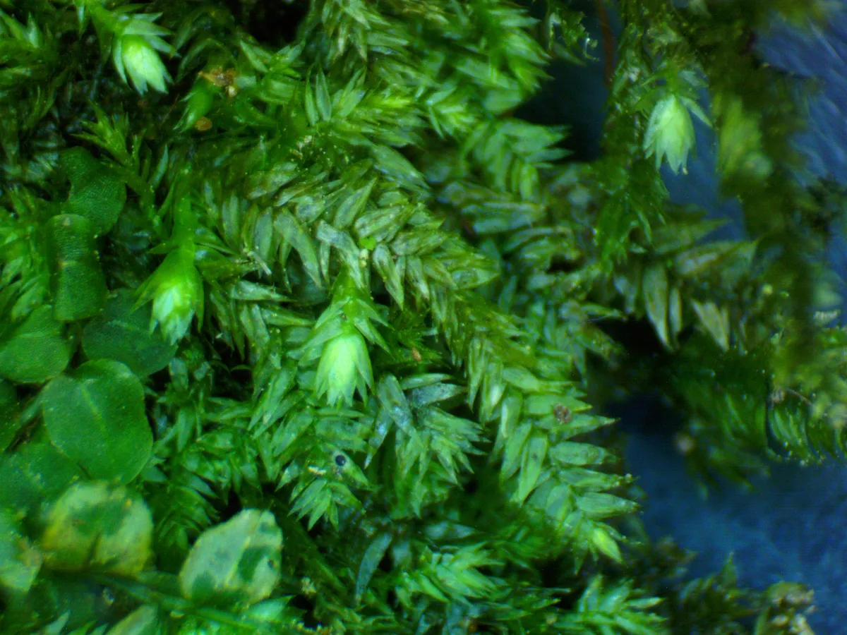 Miniatura: Taxiphyllum (Taxiphyllum spp.)