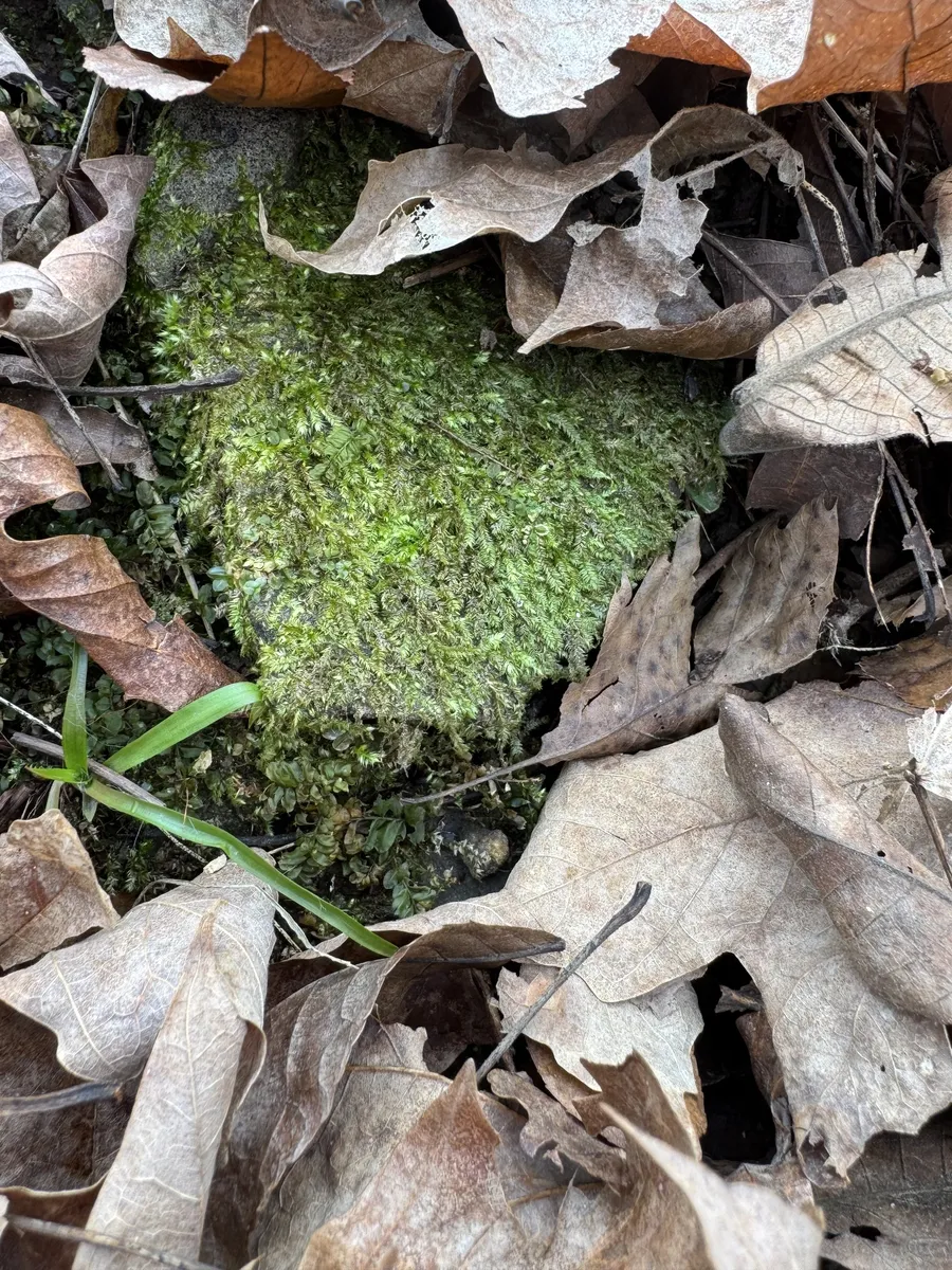 Miniatura: Taxiphyllum (Taxiphyllum spp.)