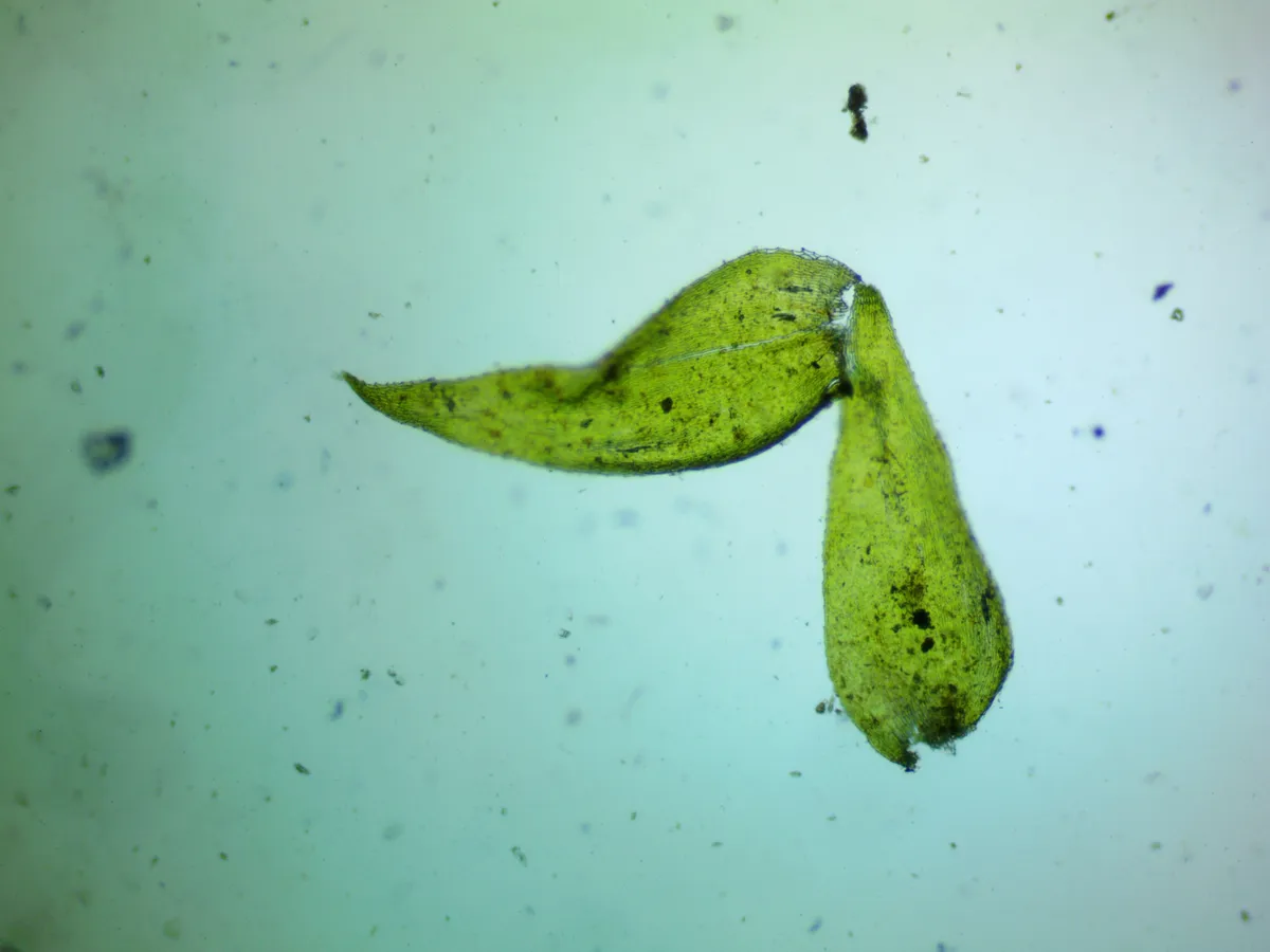 Miniatura: Taxiphyllum (Taxiphyllum spp.)