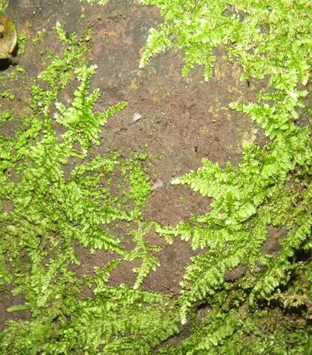 Miniatura: Vesicularia (Vesicularia spp.)
