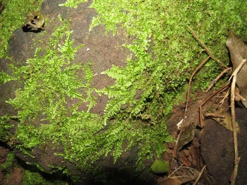 Miniatura: Vesicularia (Vesicularia spp.)