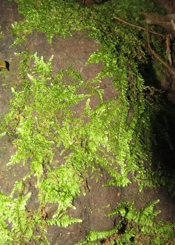 Miniatura: Vesicularia (Vesicularia spp.)
