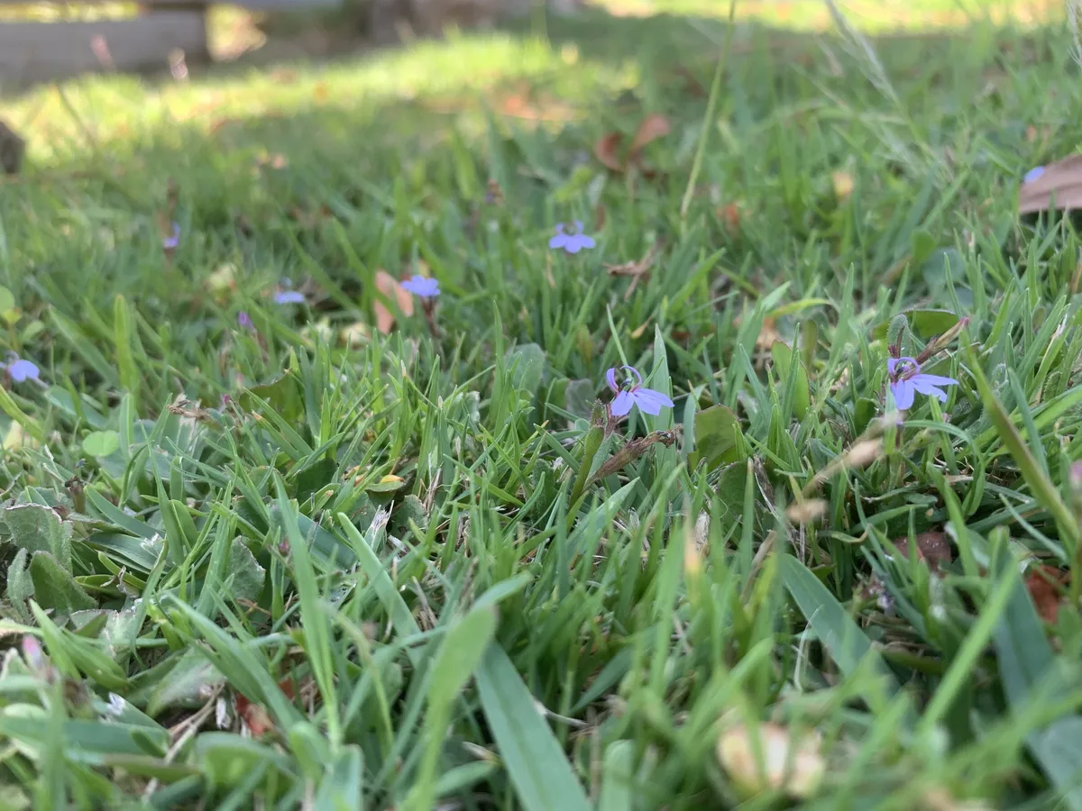 Miniatura: Lobelia (Lobelia cardinalis)